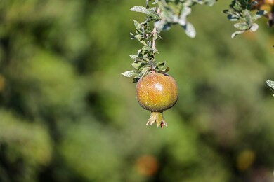2024-08-11-Schuil-Farms-for-sale-Alpaugh
