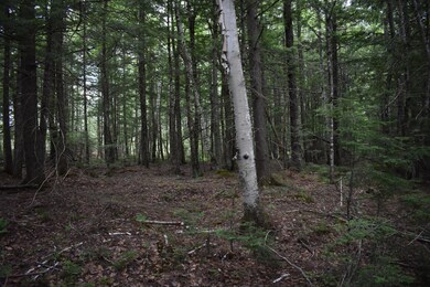DSC_0287