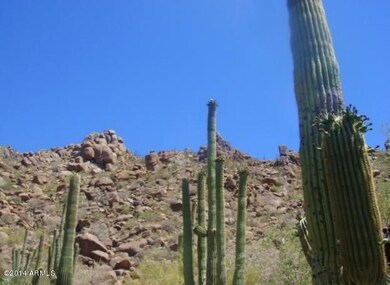 Saguaros lining roadway