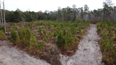 Tbd Amos Rd, Georgetown, SC 29440 - photo 4