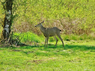 159 Johnson Rd W, Onalaska, WA 98570 - photo 4
