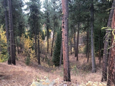 Wooded With Mature Timber