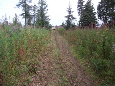 The Trail