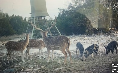 9288 Sutton County Road 406, Sonora, TX 76950 - photo 7