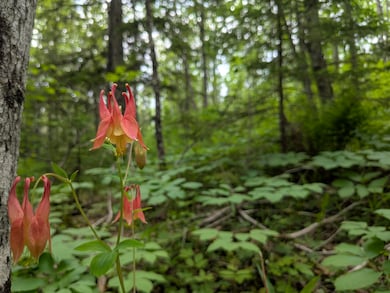 80 Acres Near Tar Paper Aly, Orienta, WI 54820 - photo 6