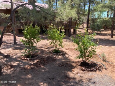 OutsideBackyardTrees