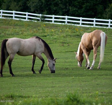 horse - rio bonito