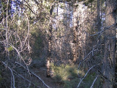Brush and trees on Lot 12