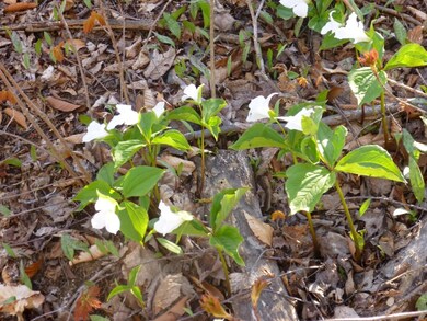 Spring Trillium