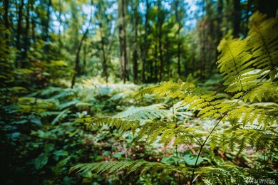 0 SW 192nd St, Vashon, WA 98070 - photo 3