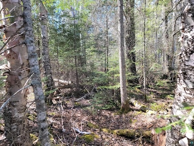 View of tree filled area