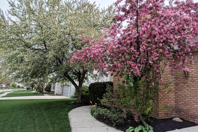 Pretty trees in the spring