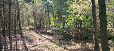 Lot 1 Silver Birch Rd, Tomahawk, WI 54487 - photo 5