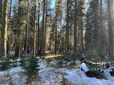 550 Cabbage Patch Log Rd, Tamarack, CA 95223 - photo 6