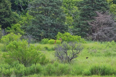 Deer