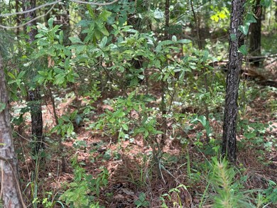 0 Mount Vintage Plantation Dr unit 541851, Edgefield, SC 29860 - photo 7