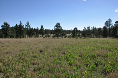 57 County Rd N1330 Rd, Greer, AZ 85927 - photo 4