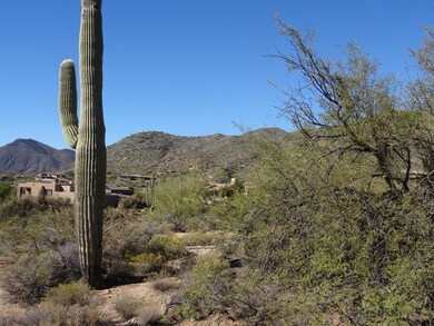 towering saguaro