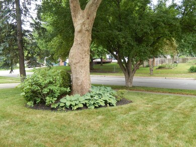 Front Yard Landscaping