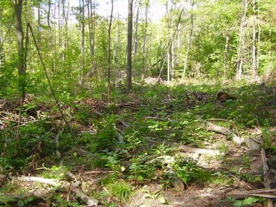 Woods - View # 3