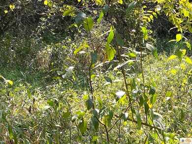 4.18 AC Cape Rd, Jamestown, KY 42629 - photo 4