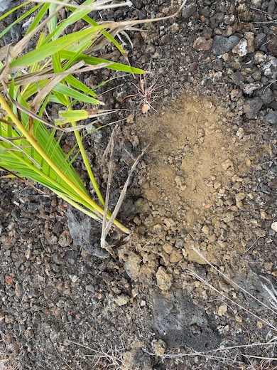 ʻAʻā lava interspersed with soil provides a balance of character and easier clearing for building.