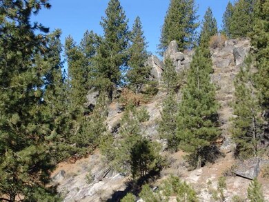 Mature Timber With Large Boulders