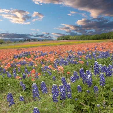 TBD 003 Sandswitch Rd, Ennis, TX 75119 - photo 4