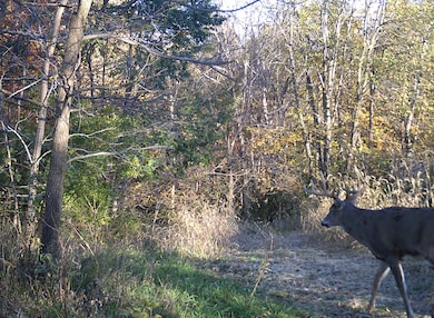 0 Koecke Ln, Wyalusing, WI 53801 - photo 4