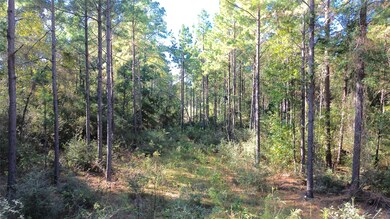 TBD Cr 2265, Grapeland, TX 75844 - photo 3