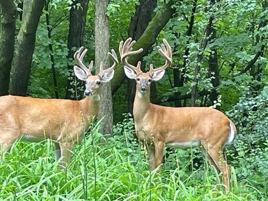 19700 Hillside St, Excelsior, MN 55331 - photo 4