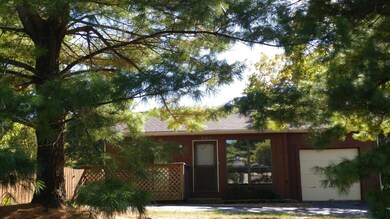 Mature pines