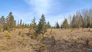 View of local wilderness