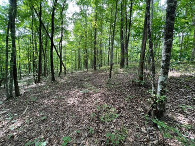 Woods 2