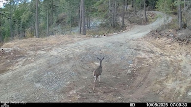 Deer inspecting a potential build site.
