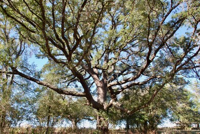 Tbd Holub Rd, Schulenburg, TX 78956 - photo 4