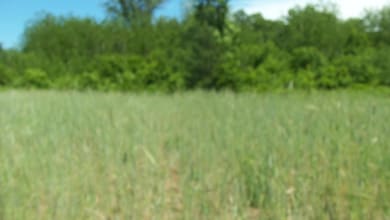 L0T 17 Red Maple Ln, Siren, WI 54872 - photo 4