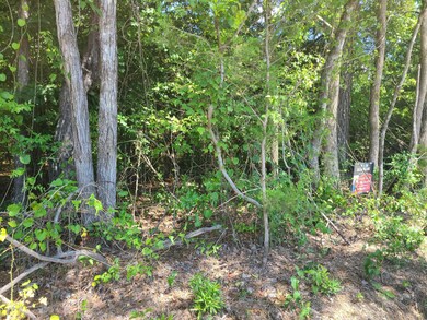dense woods