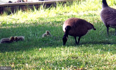 240 C St, Solomons, MD 20688 - photo 5