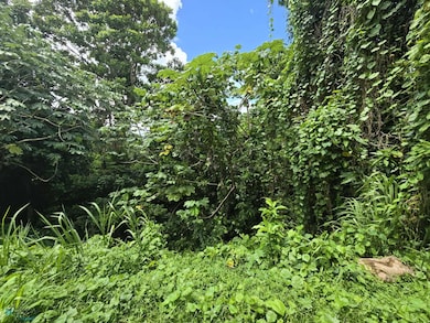 1 Bo Lomas, Canovanas, PR 00729 - photo 5