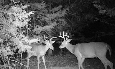 210 County Road 317, Squires, MO 65755 - photo 7