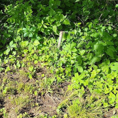 pin at back of property