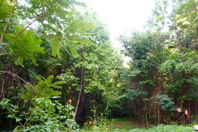 TBD Big Hill Ln, Mount Solon, VA 22843 - photo 6