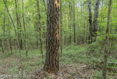 1510 Sulphur Springs Rd, Camden, MS 39045 - photo 3