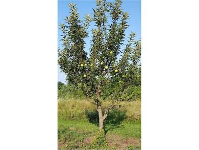 APPLE TREE