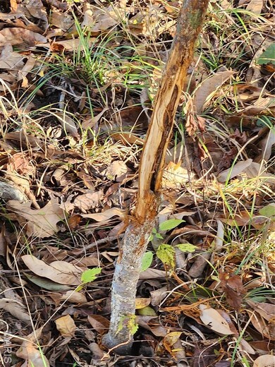 0 County Road 197 (5+ - Acres) unit MIS25074297, Montgomery City, MO 63361 - photo 6