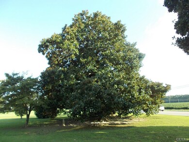 Magnolias