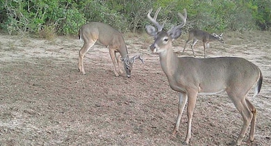 0 County Road 284 Rd unit ACT3597914, Benavides, TX 78342 - photo 4