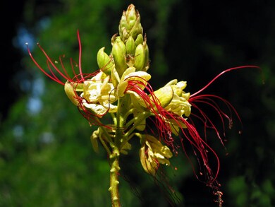 Caesalpinia Bloom (Bird Paradise Tree)