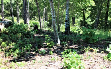 Additional View